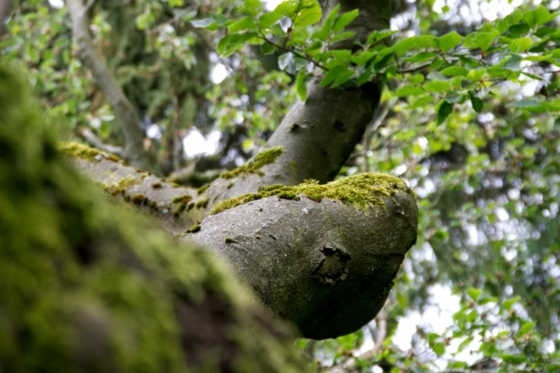 Trost eines Baumfreundes